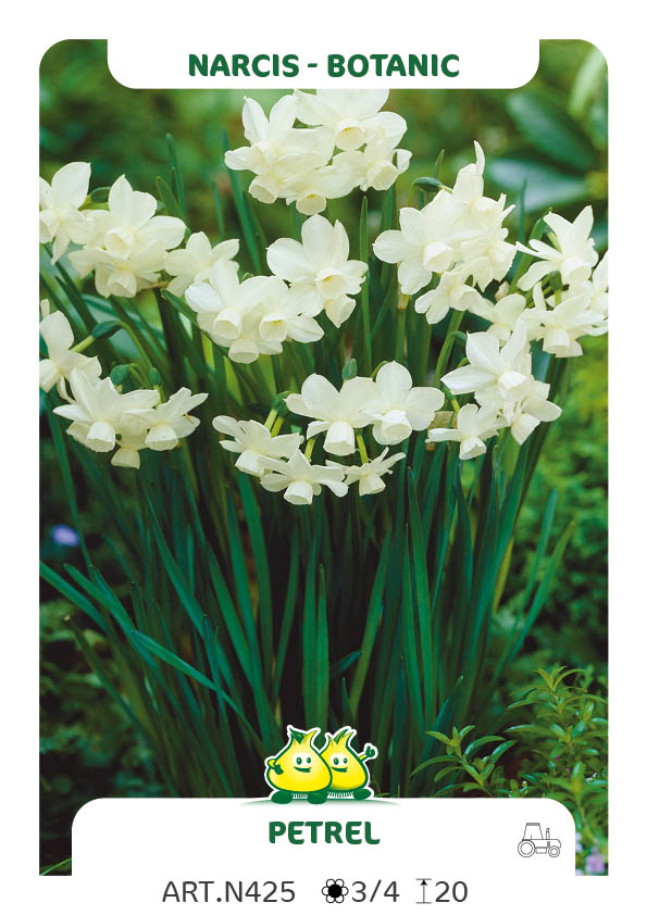 Narcis Petrel