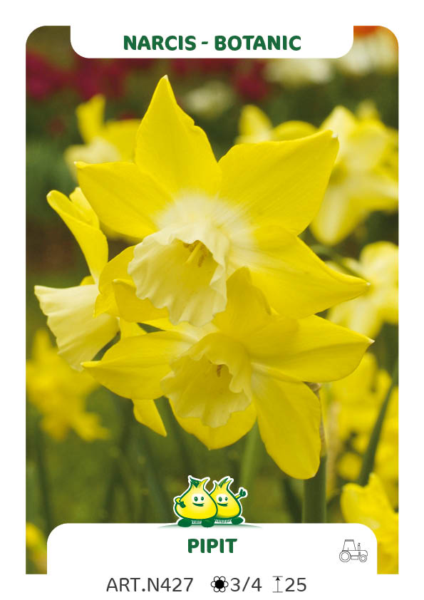 Narcis Pipit