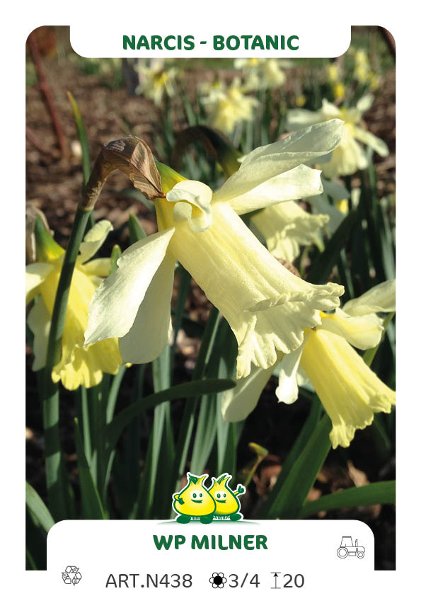 Narcis Bot. WP Milner
