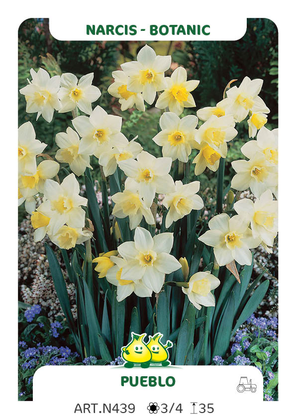 Narcis Pueblo