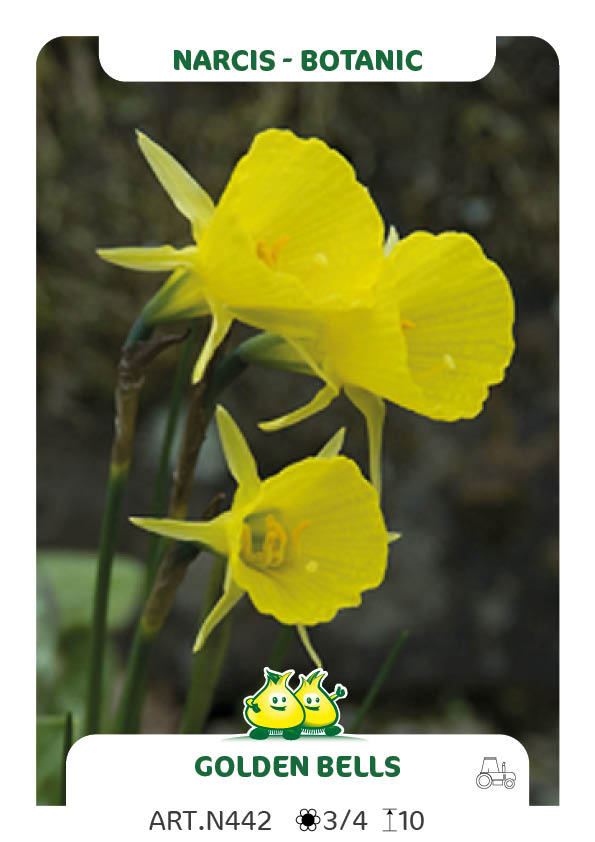 Narcis Bot. Bulbocodium Golden Bels