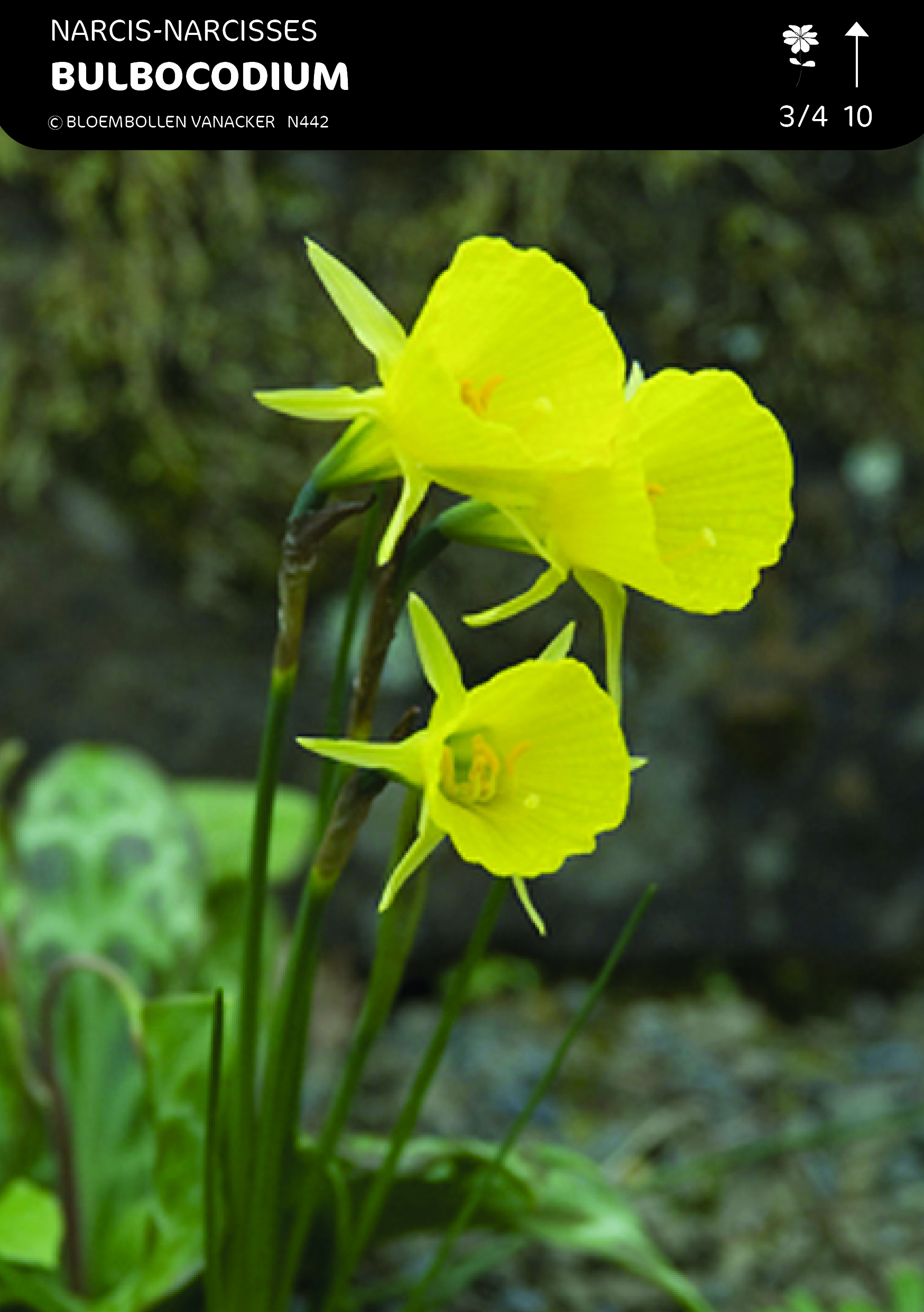 Narcis Bot. Bulbocodium Golden Bels