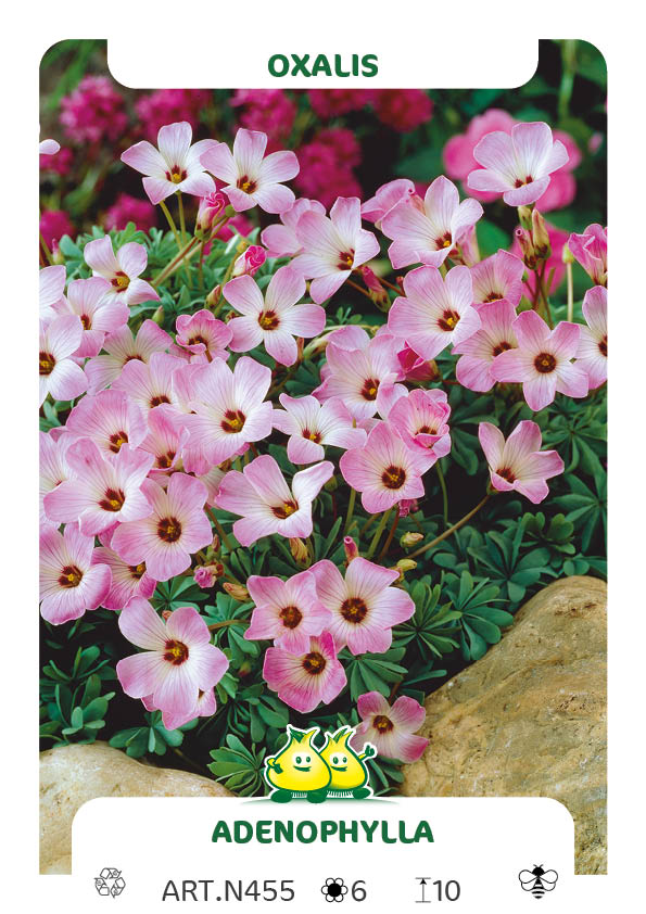 Oxalis Adenophylla