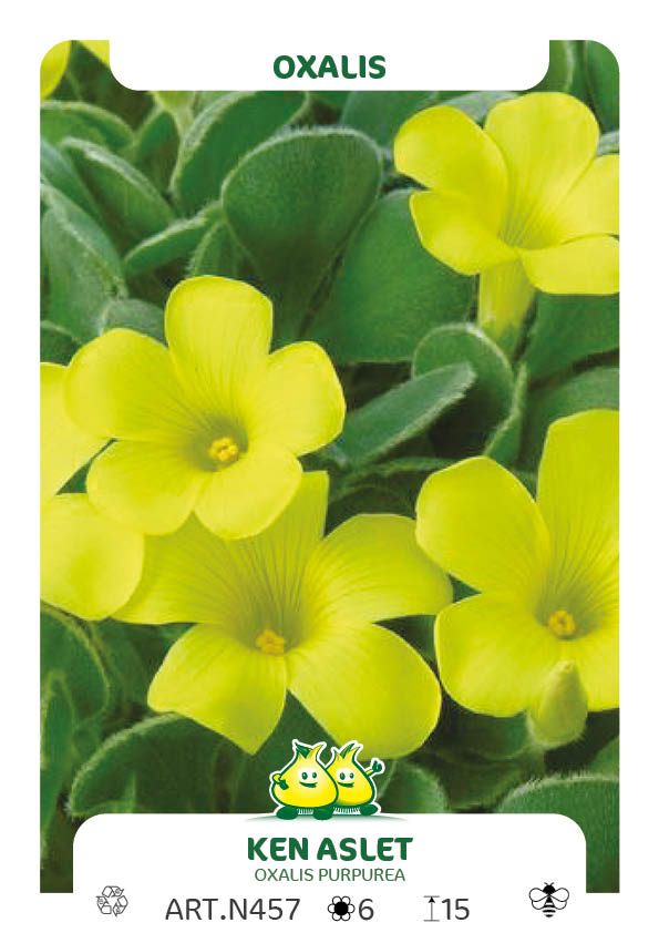 Oxalis Purpurea Ken Aslet
