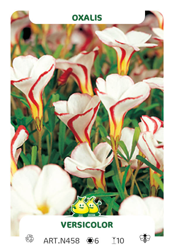 Oxalis Versicolor