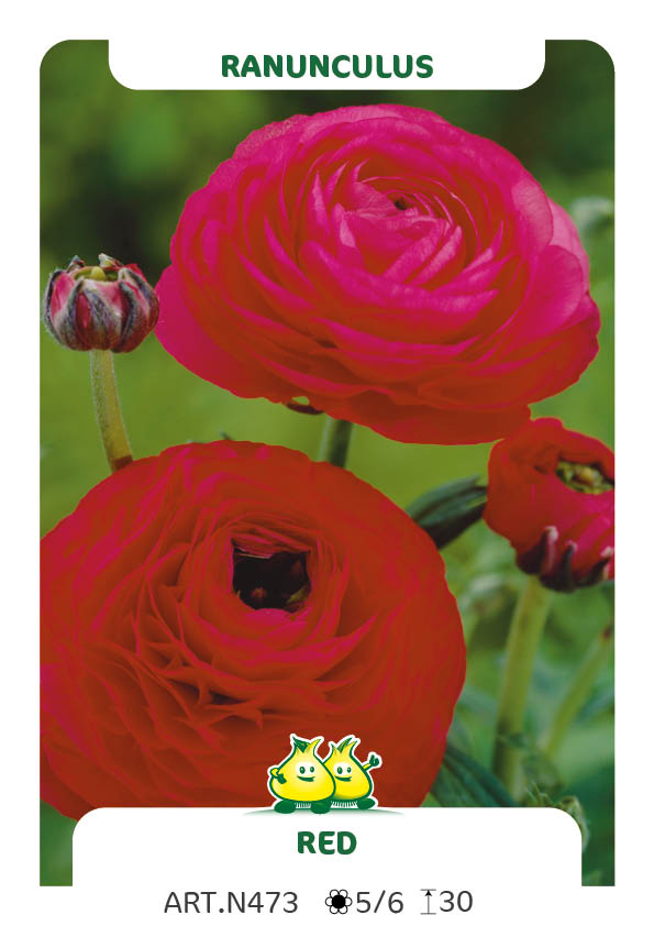 Ranonkels Rood