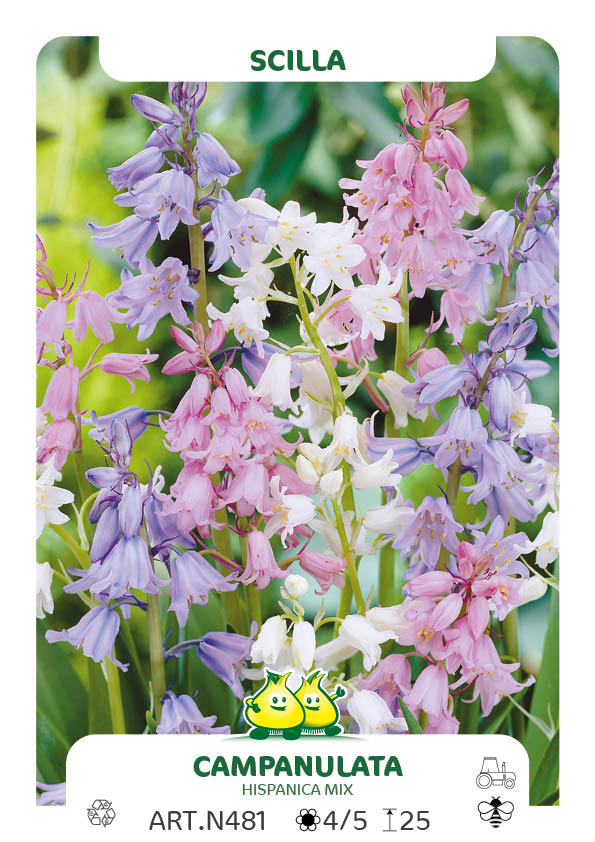 Scilla Campanulata-Hispanica