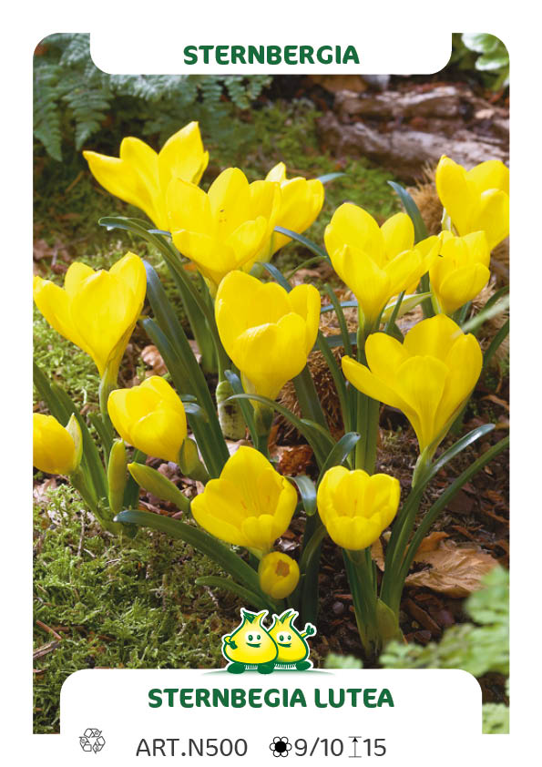 Sternbergia