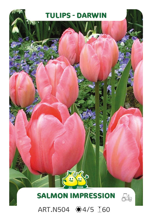 Tulpen Salmon Impression