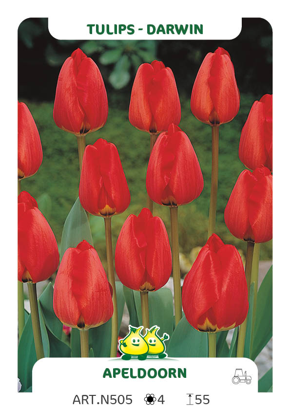 Tulpen Apeldoorn