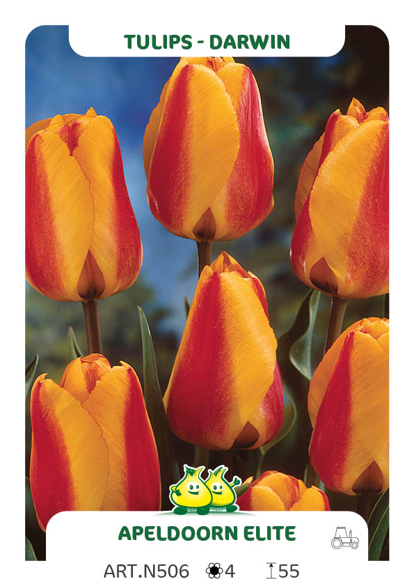 Tulpen Apeldoorn Elite