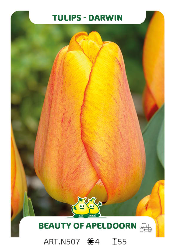 Tulpen Beauty of Apeldoorn