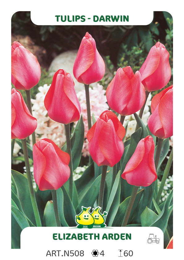 Tulpen Elizabeth Arden