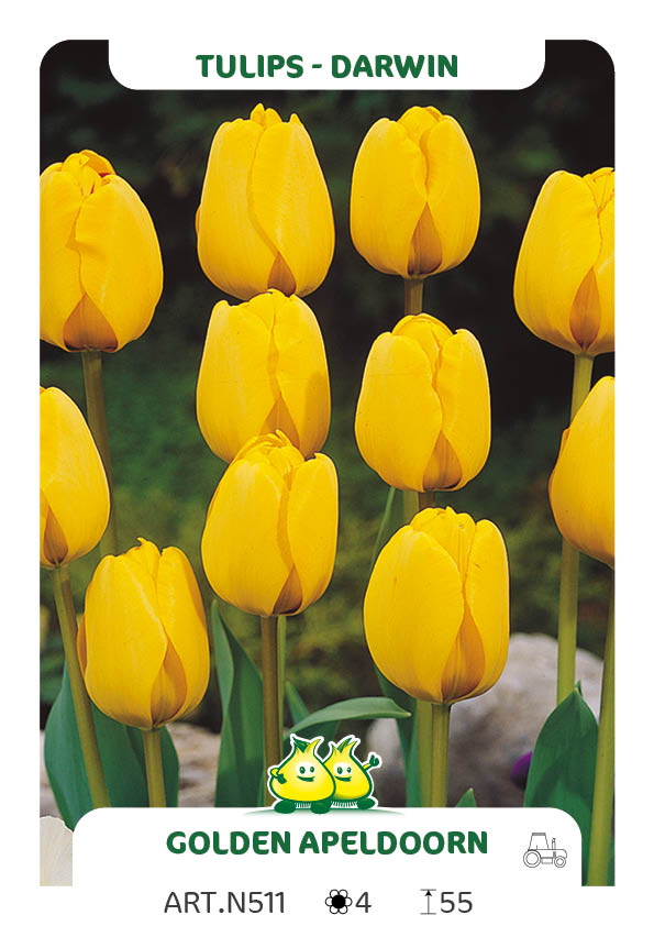 Tulpen Golden Apeldoorn