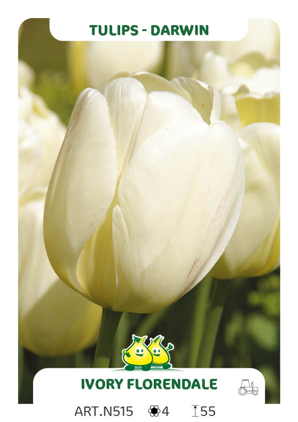 Tulpen Ivory Floradale