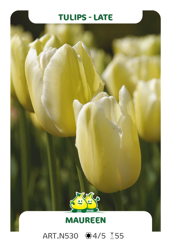 Tulpen Maureen