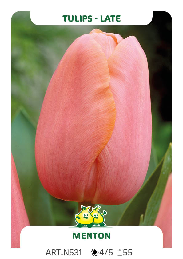 Tulpen Menton
