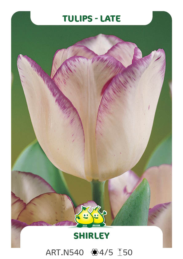 Tulpen Shirley