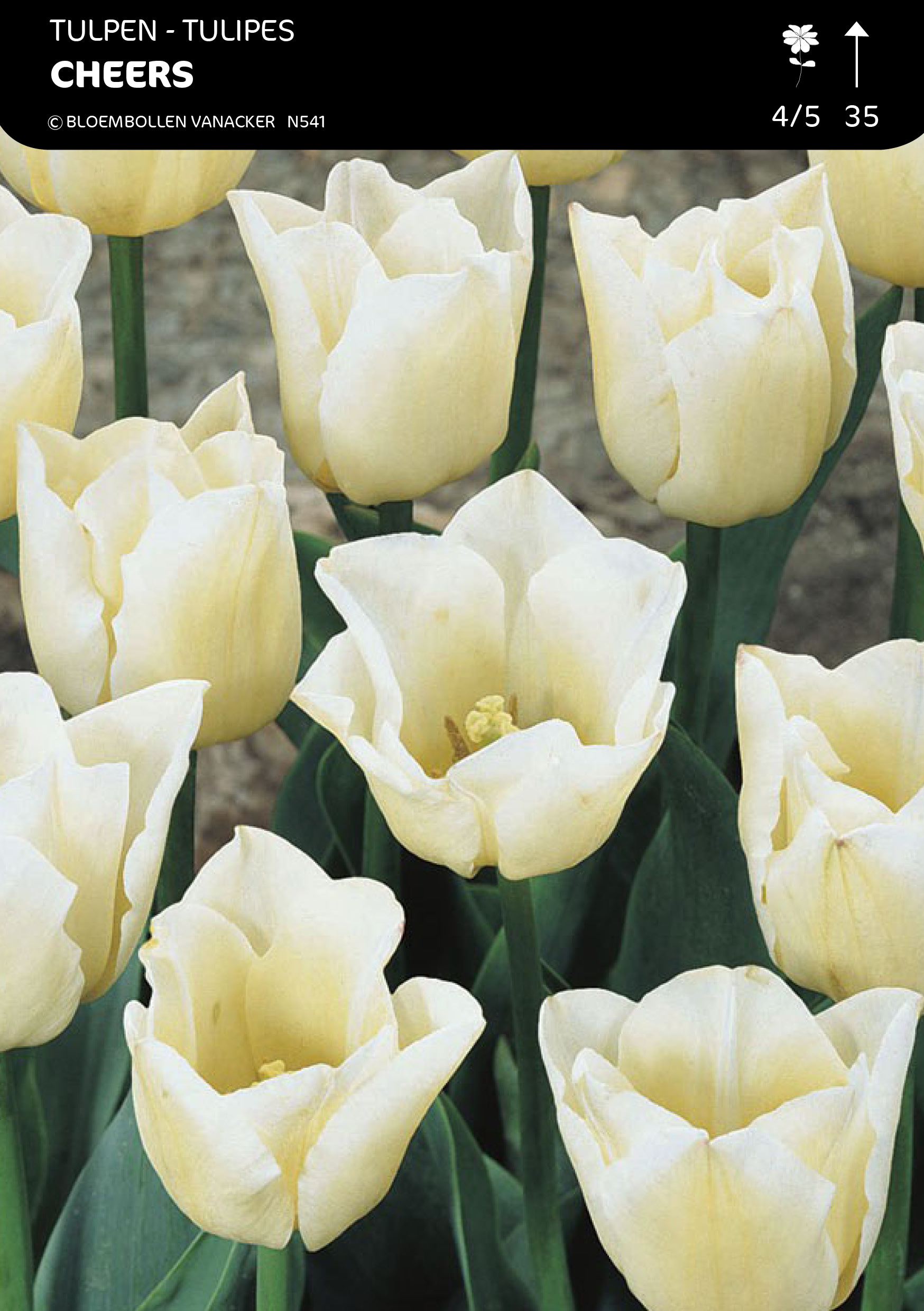 Tulpen Cheers