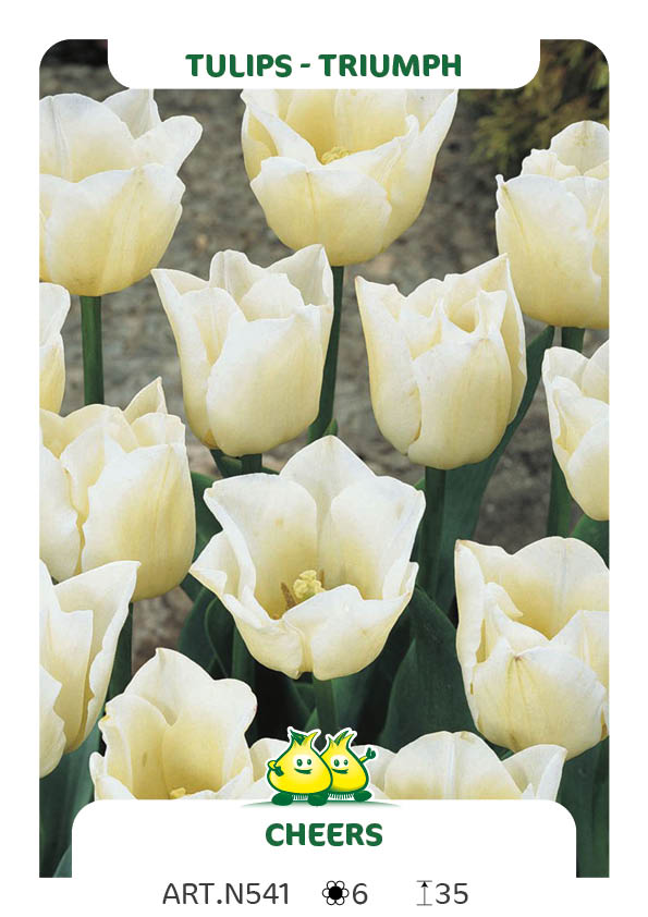 Tulpen Cheers