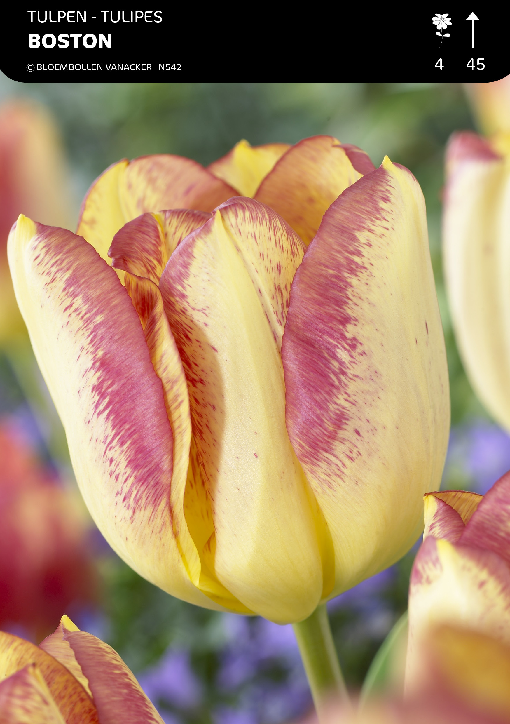 Tulpen Boston