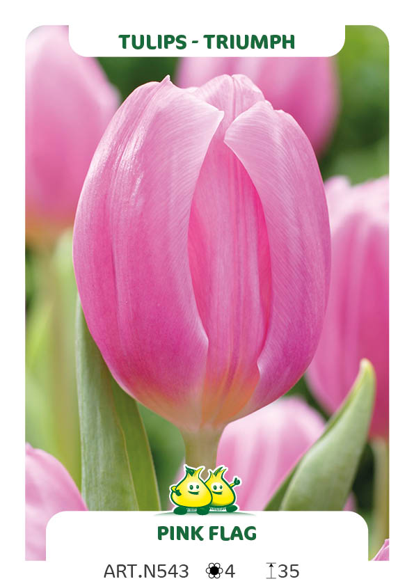 Tulpen Pink Flag