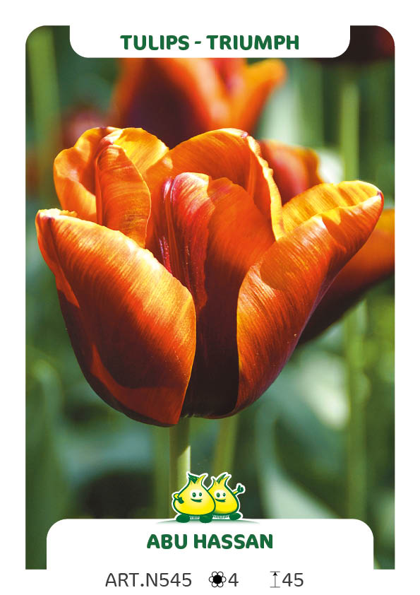 Tulpen Abu Hassan