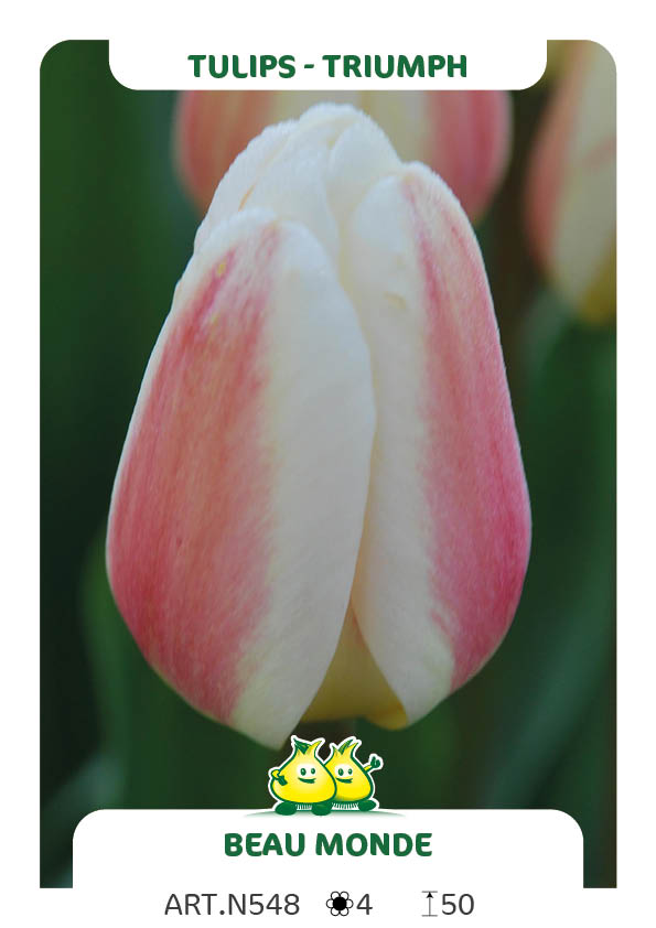 Tulpen Beau Monde