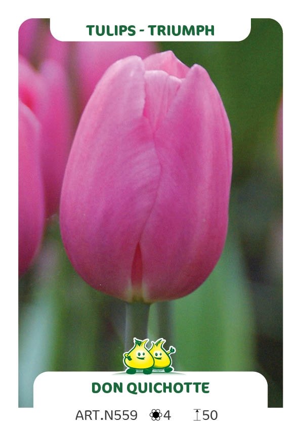 Tulpen Don Quichotte