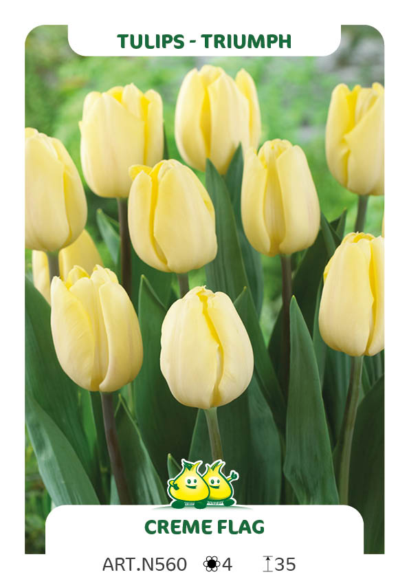 Tulpen Crème Flag