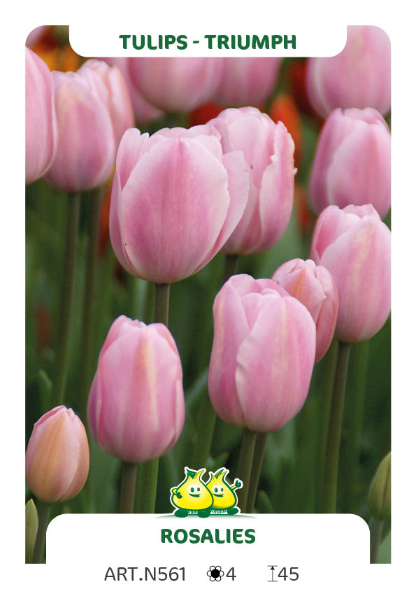 Tulpen Rosalies