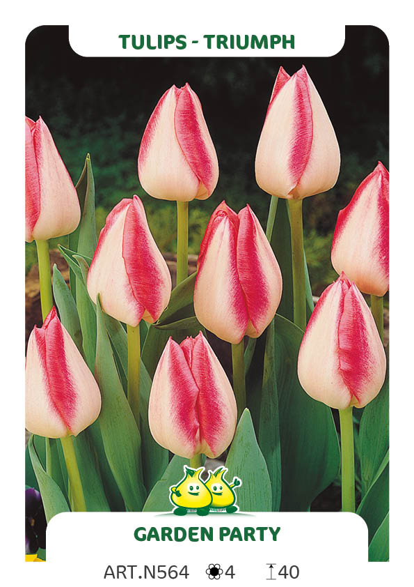 Tulpen Garden Party