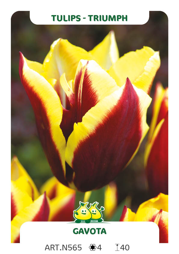Tulpen Gavota