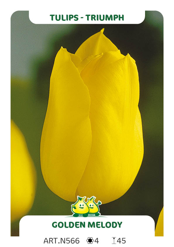 Tulpen Golden Melody