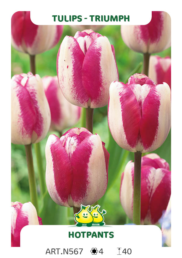 Tulpen Hotpants