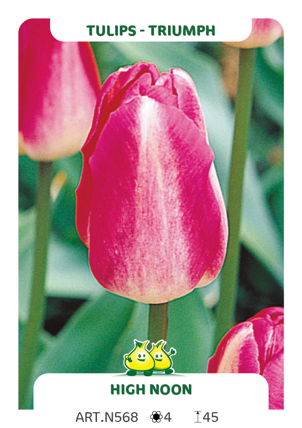 Tulpen High Noon