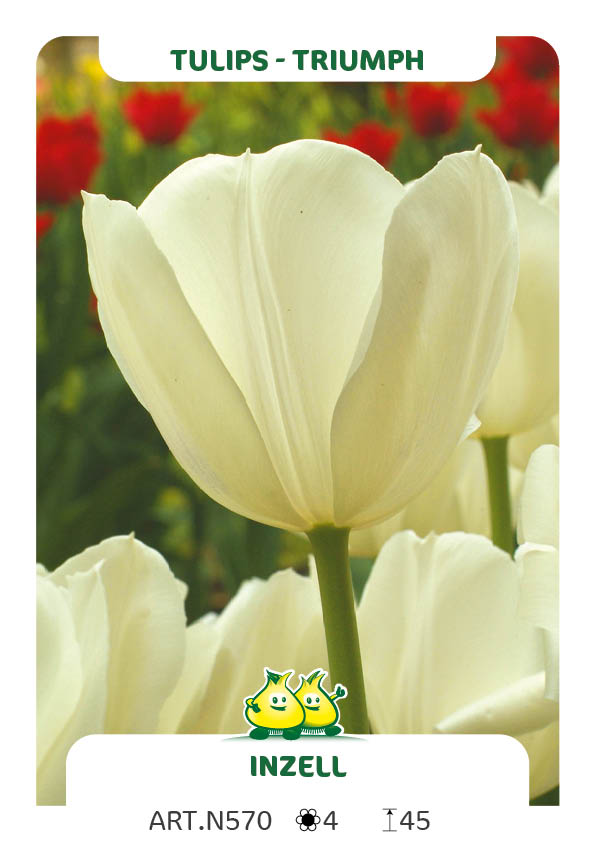 Tulpen Inzell