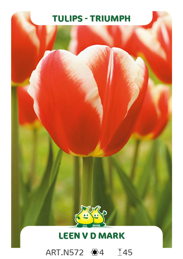 Tulpen Leen van der Mark