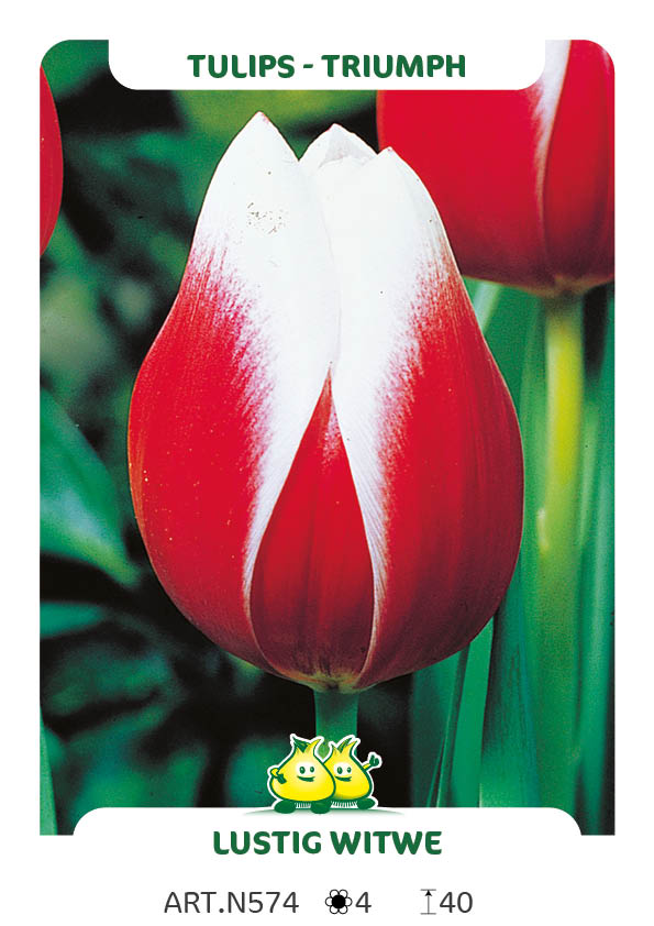 Tulpen Lustig Witwe
