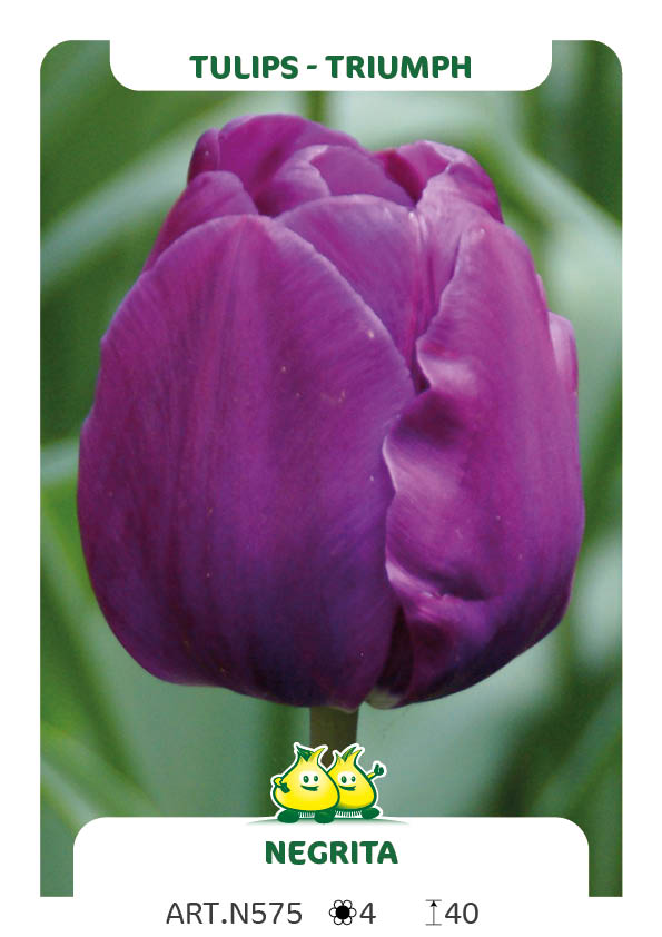 Tulpen Negrita