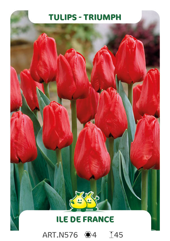 Tulpen Ile de France
