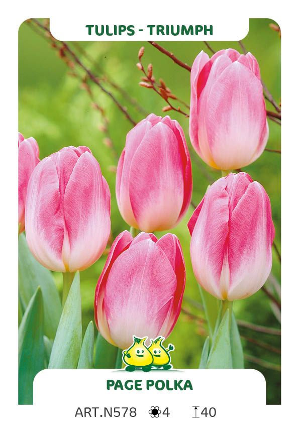 Tulpen Page Polka