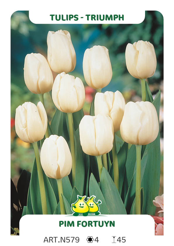 Tulpen Pim Fortyn