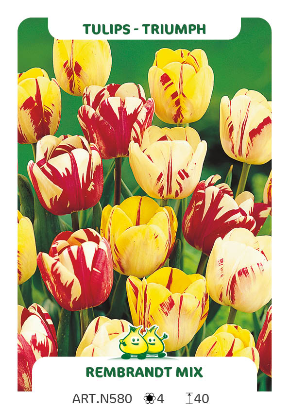Tulpen Rembrandt Mix