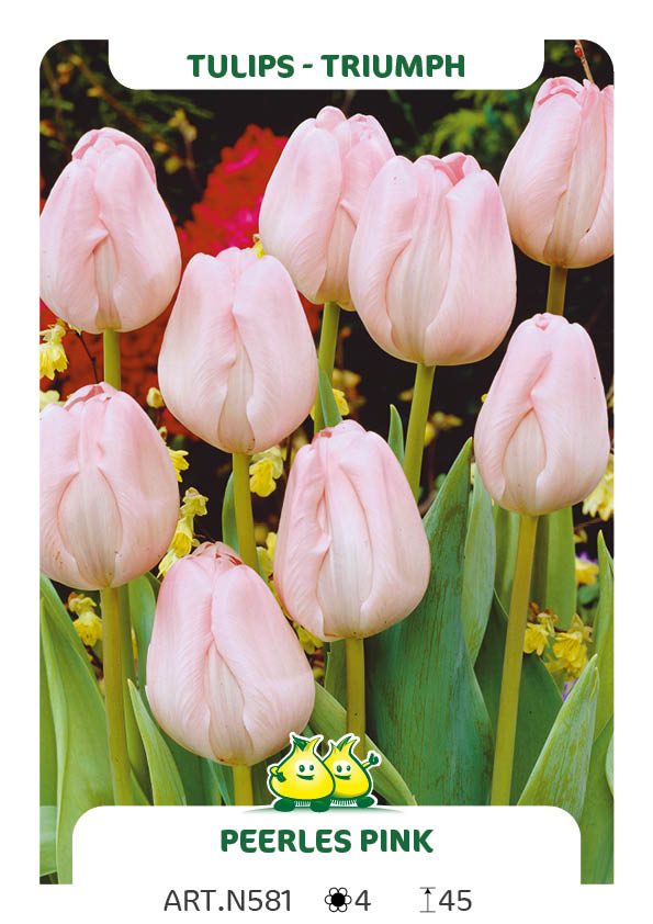 Tulpen Peerless Pink