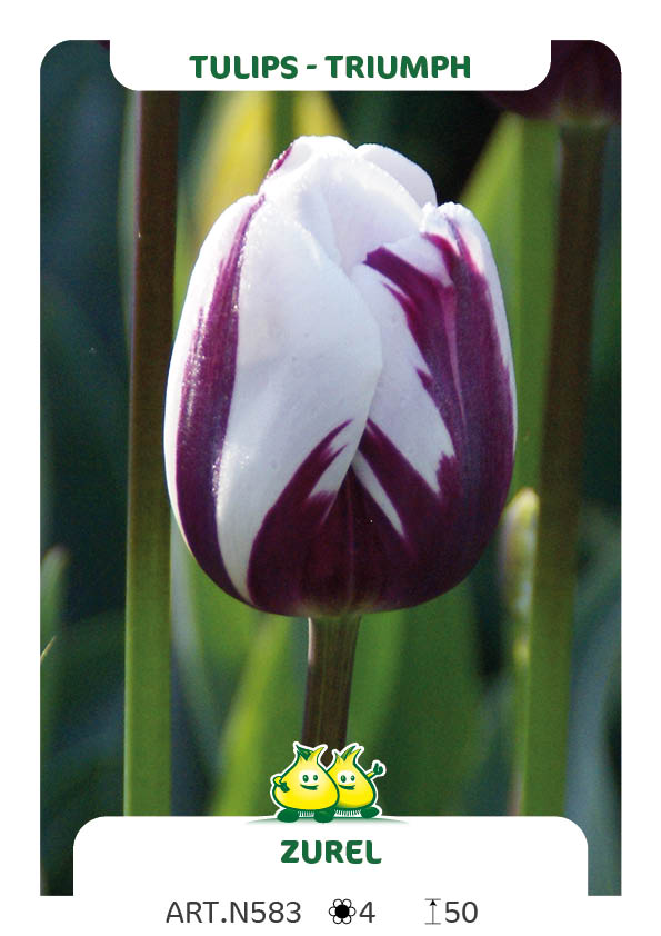 Tulpen Zurel
