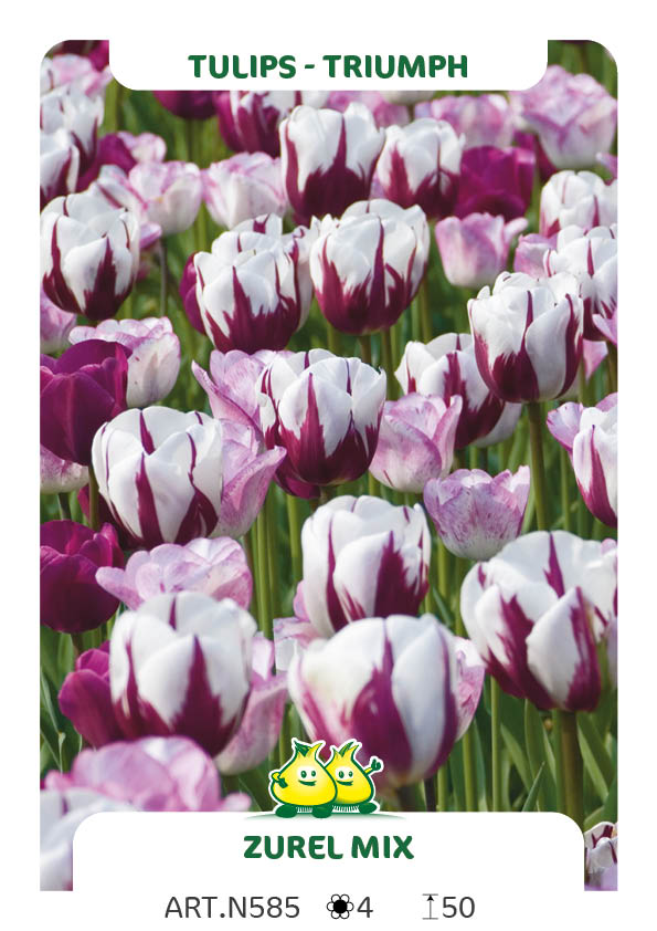 Tulpen Zurel Mix