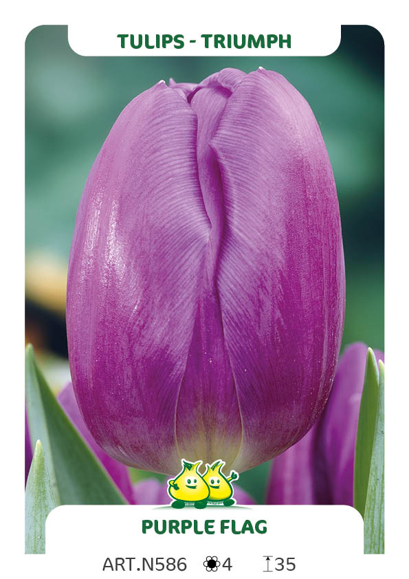 Tulpen Purple Flag