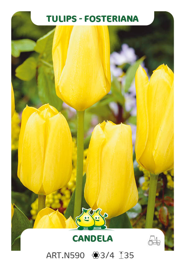 Tulpen Candela
