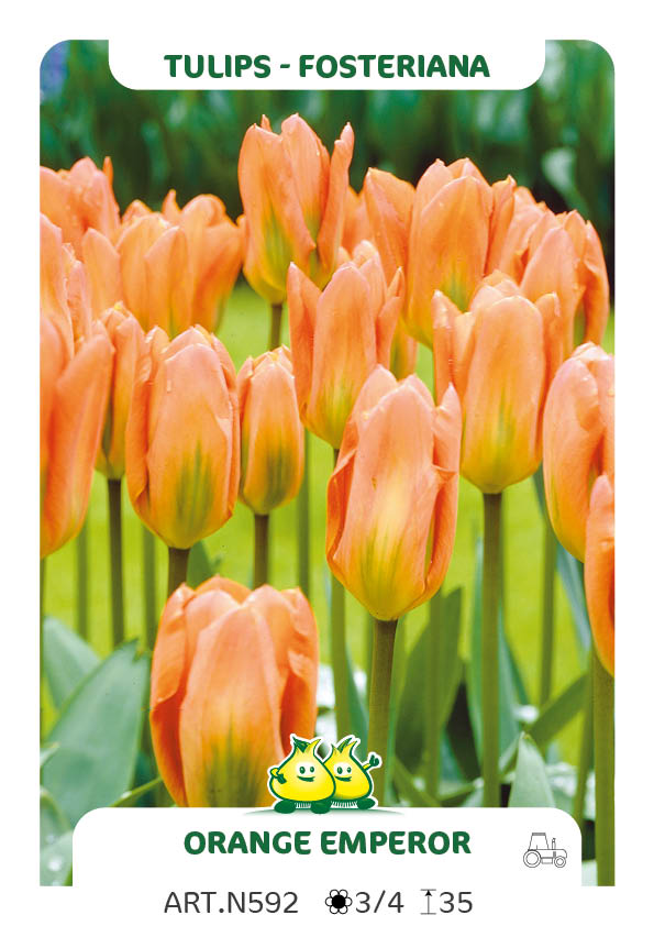 Tulpen Orange Emperor